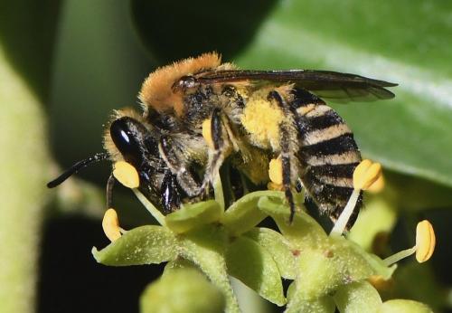 Réf. 241 225 : Colletes hederae